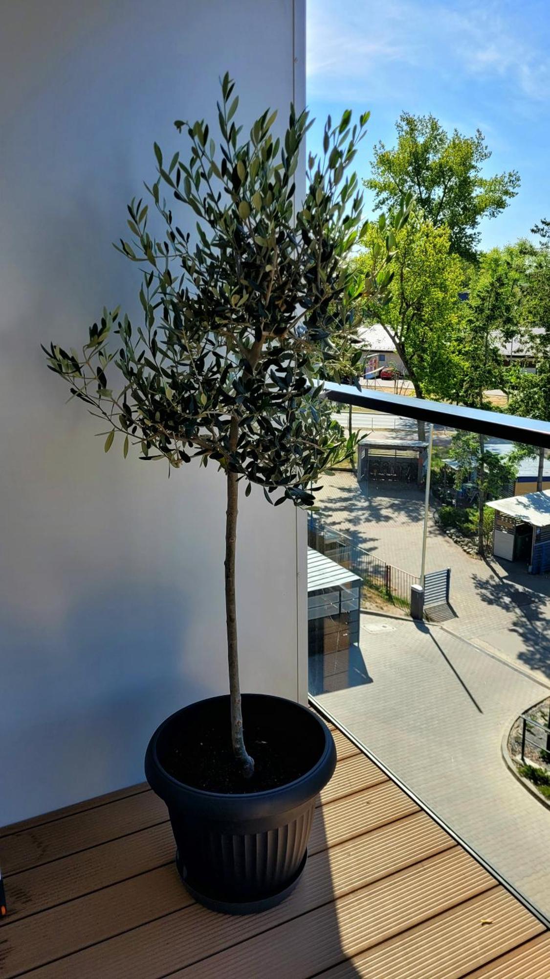 Appartamento Soleggiato Z Basenem Dziwnów Exterior foto